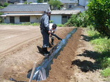 マルチ張り