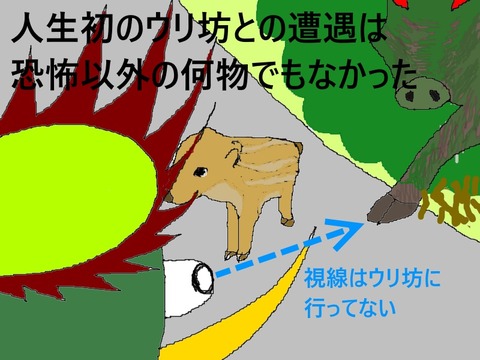 ウリ坊との遭遇