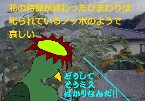 ひまわりのような人