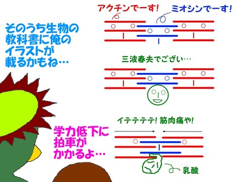 アクチンミオシン乳酸編