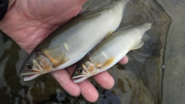V river201509050008