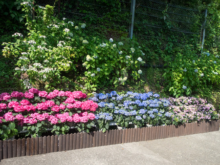 hakonetozan6