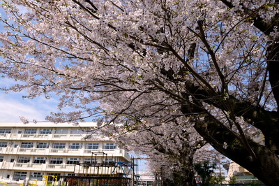 sakura1