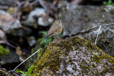 ruribitaki4
