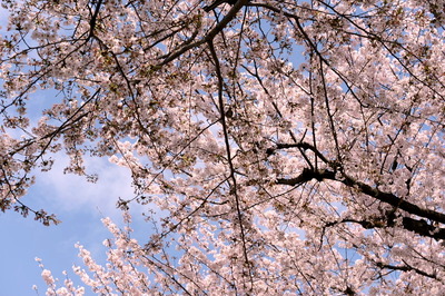 sakura4