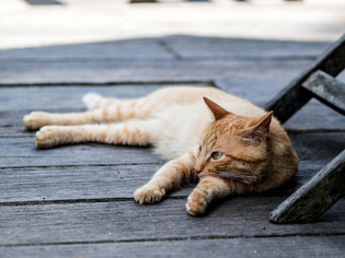 cat2