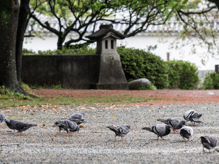 hato