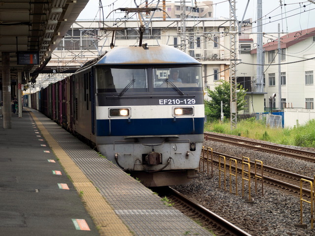 EF210-129²ßʪ1