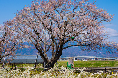 sakura3