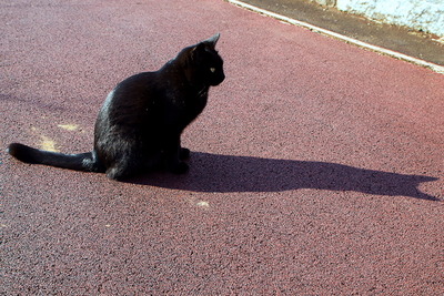 cat