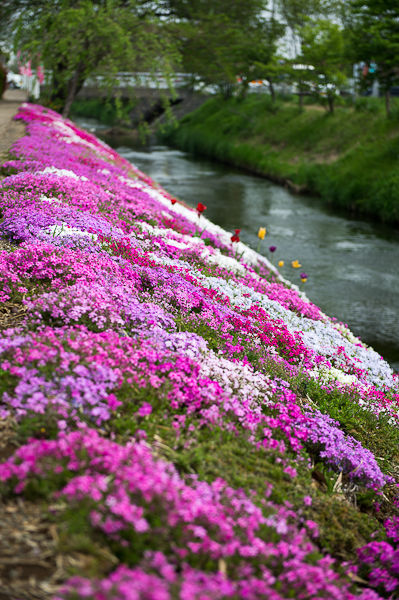 shibutagawa 2