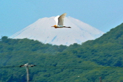 amasagi1