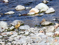 kawarahiwa2