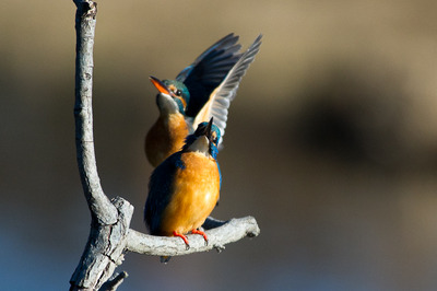 kawa2