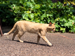 cat3