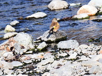 kawarahiwa1