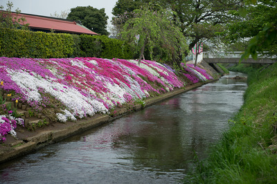 shibutagawa 5