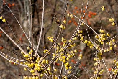 roubai13
