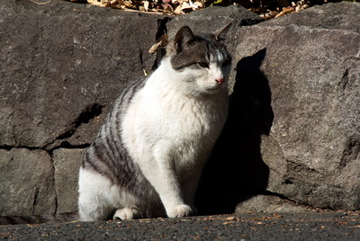 cat1