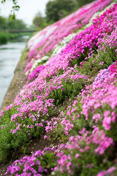 shibutagawa 4