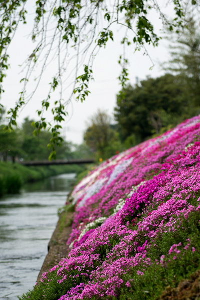 shibutagawa 1
