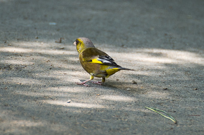 kawarahiwa02