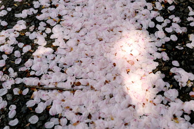 sakura3