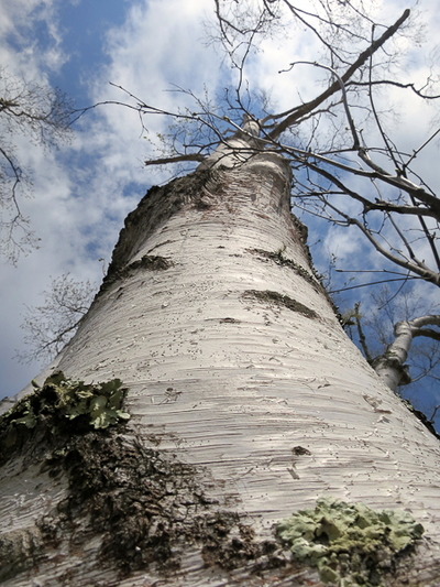 sight6
