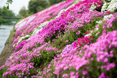 shibutagawa 6