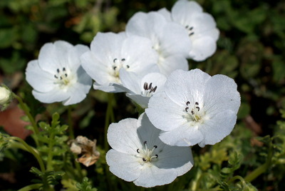 nemofira1
