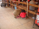 動物