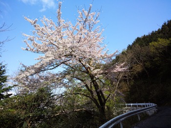 20120423-  (5)�ޤ��Ĥ�����Σ�
