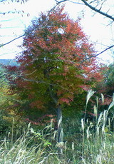 ��ƻ�褤�ι��դϤ⤦������