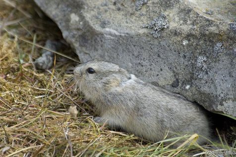 Arctic-lemming-devon-island