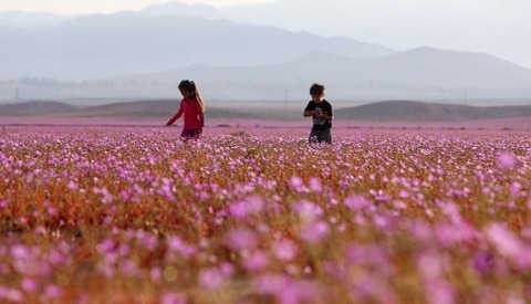 atacama-flowers-bloom-worlds-driest-desert-5