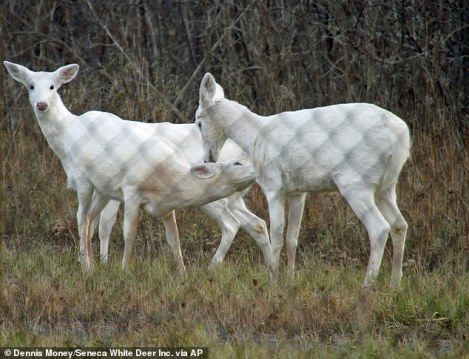 4xg6Bh5PT5b6526da9181833733c-3319435-Three_white