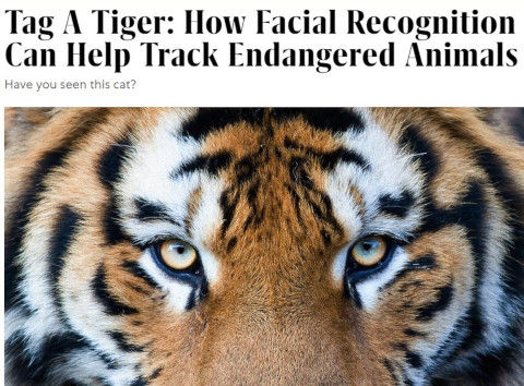 tiger