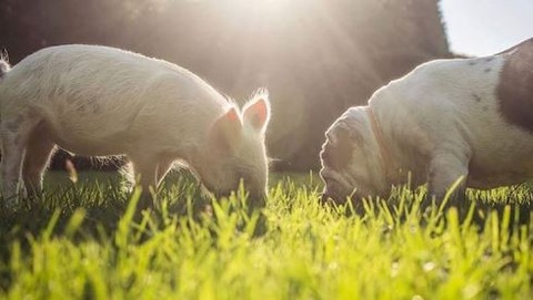 olivethepig8