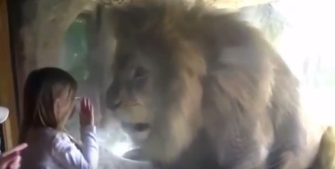 lion112