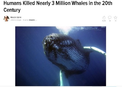 whale22