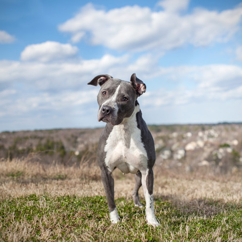 landfilldogs_photo5