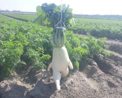 fruit-vegetables-2