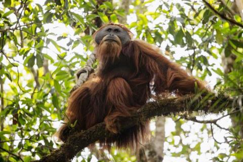 01-tapanuli-orangutan-ba