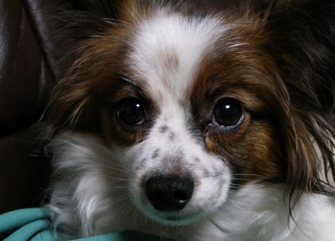 200505o5pipparoko 004