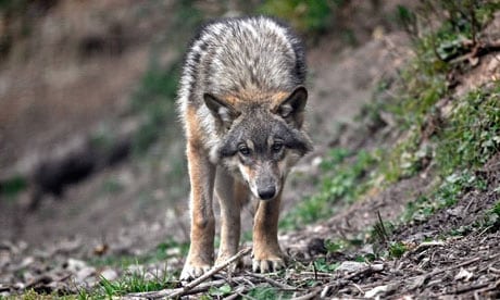 france-wolf-conservation-008