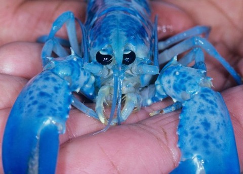 _89782313_lobster1