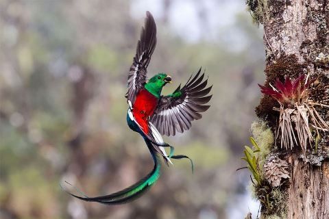 wildlife-photographer-of-the-year-2017-finalist-13