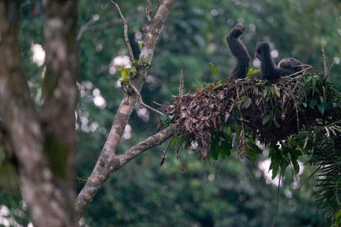 01-chimpanzee-n