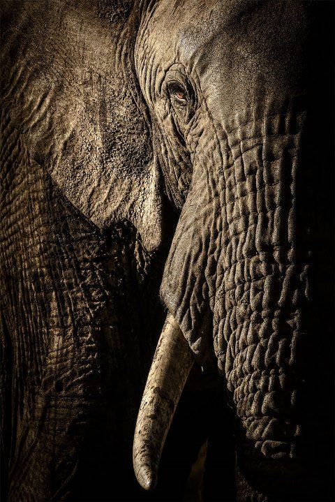 wildlife-photographer-of-the-year-2017-finalist-12