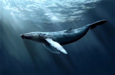 whale-02